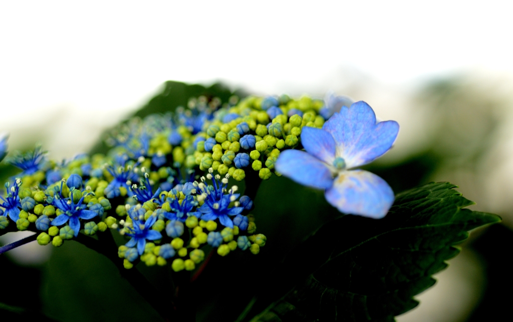 あおい紫陽花