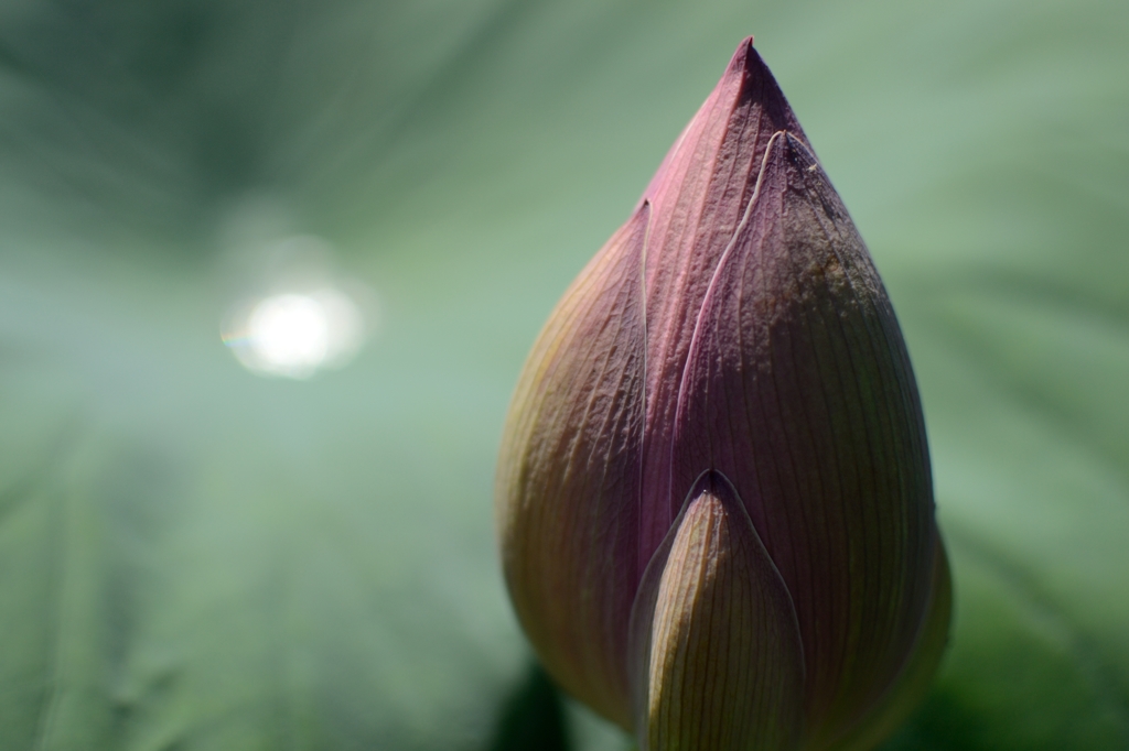 蓮のつぼみと葉の水滴