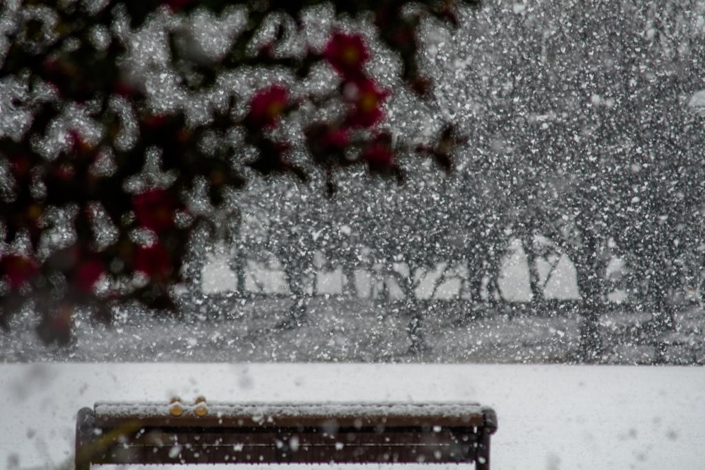 雪のふる公園