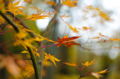 ひっそりと紅く