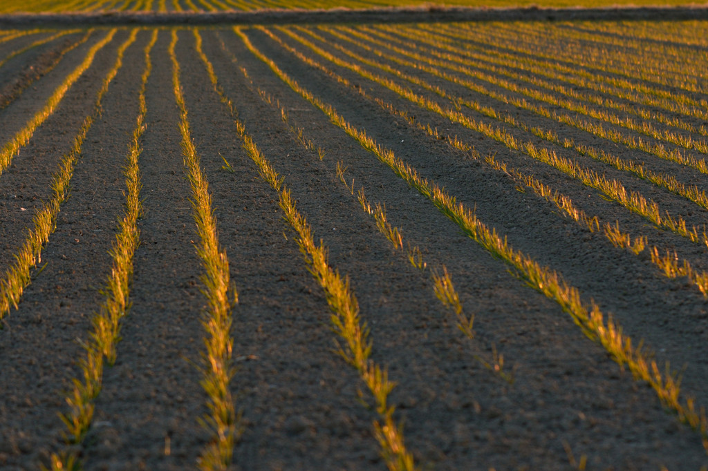 みどりいろ整列