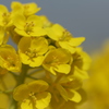 菜の花