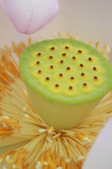 卵