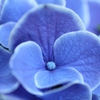 花弁