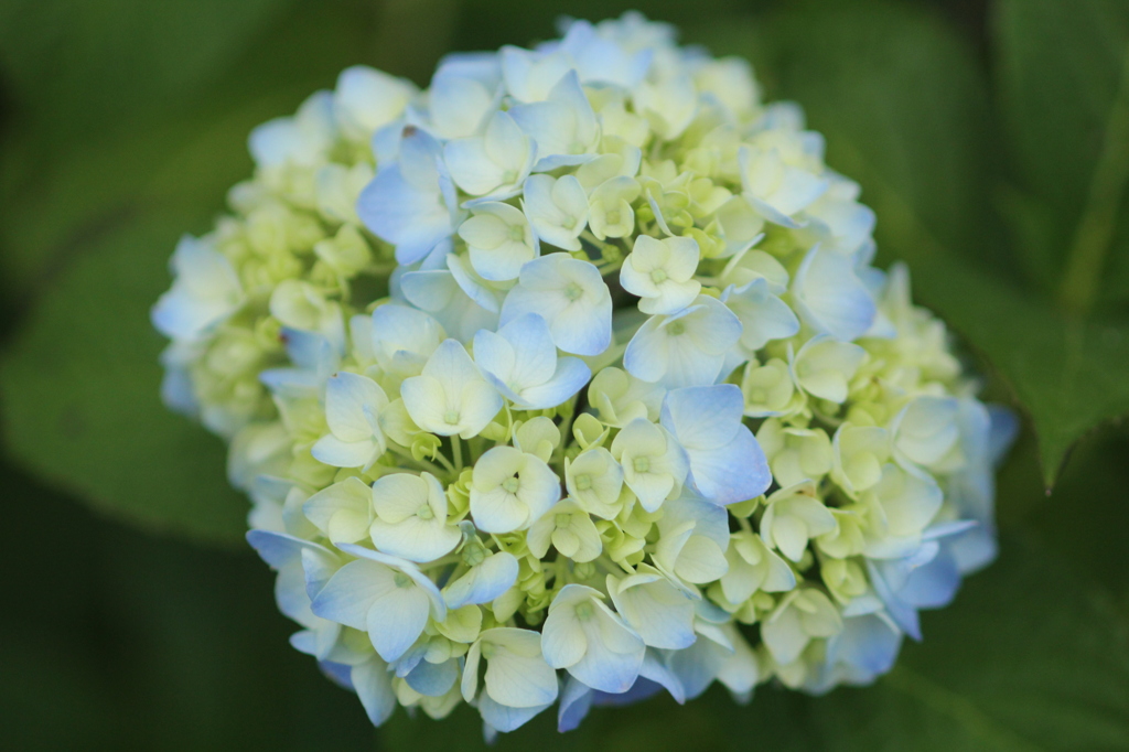 紫陽花