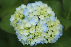 紫陽花