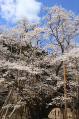 薄墨桜