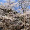 薄墨桜