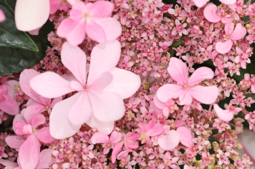 紫陽花
