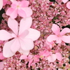 紫陽花