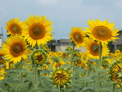 ひまわり