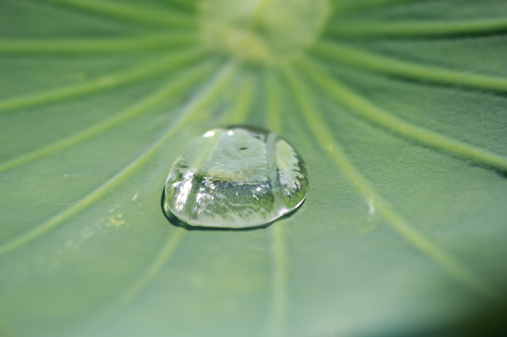 水玉
