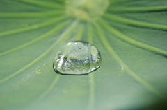 水玉