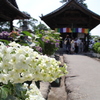 参道