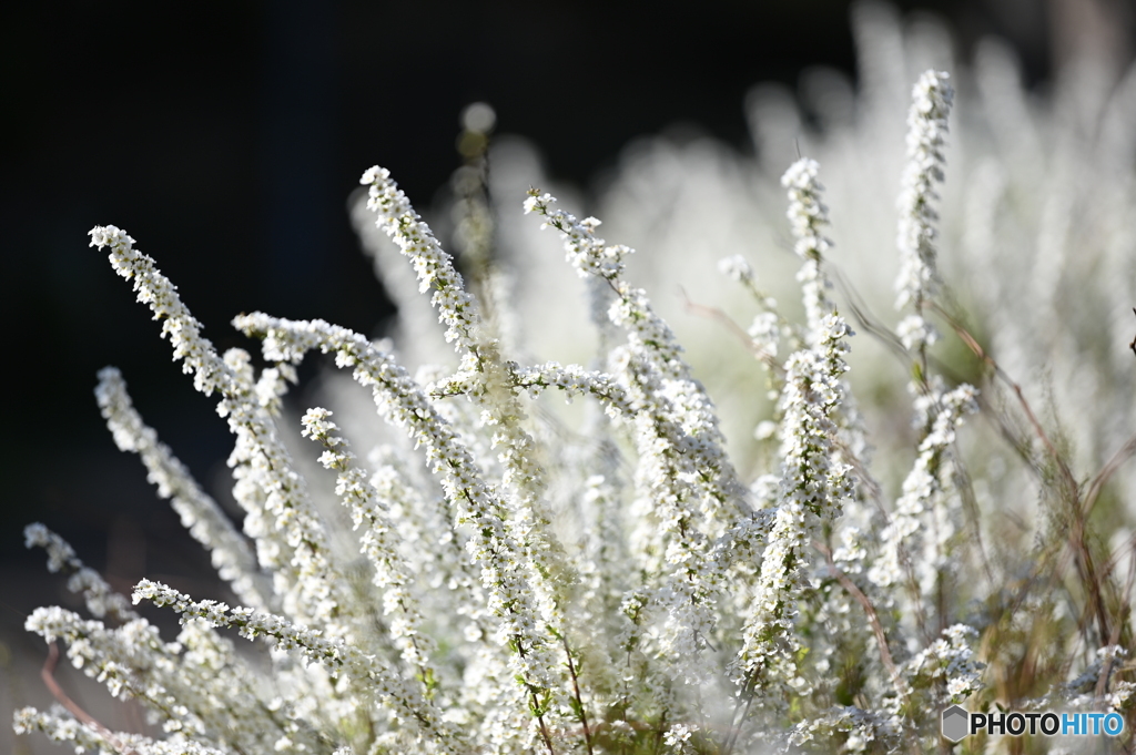 雪柳