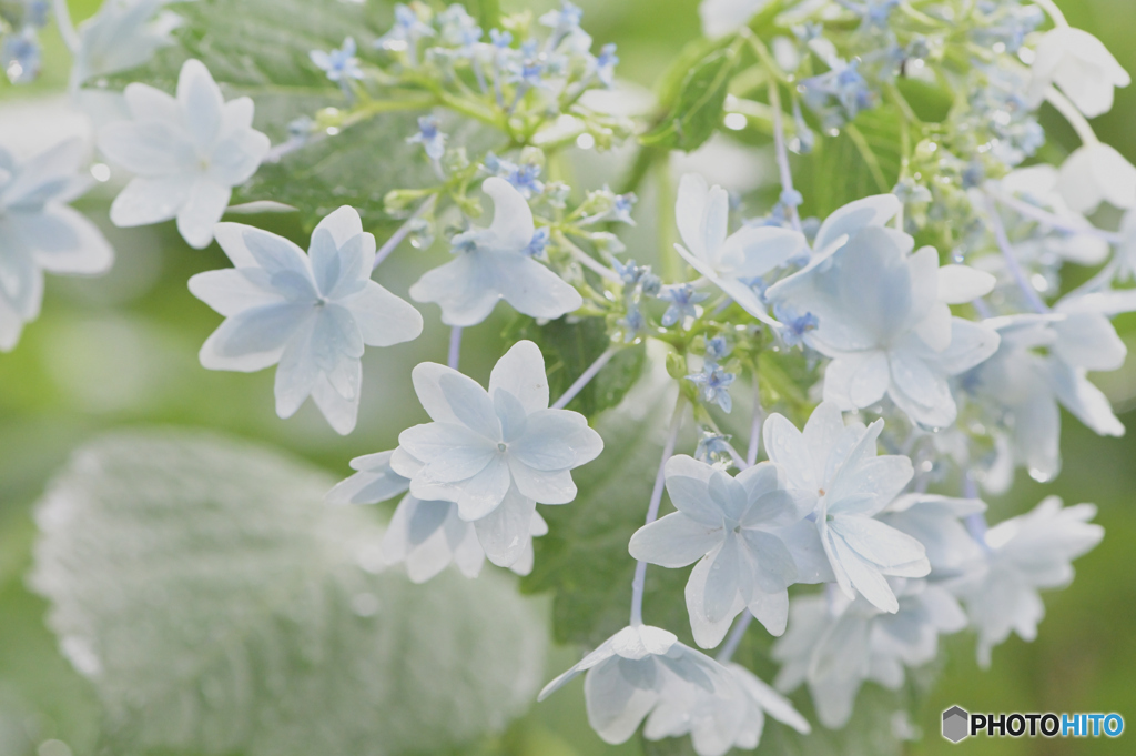 これも紫陽花