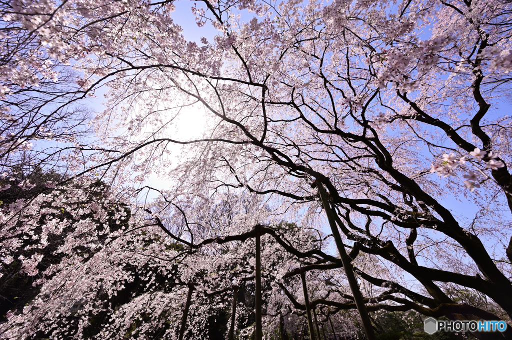 枝垂桜
