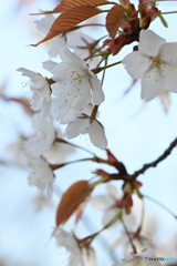 赤い葉っぱの桜