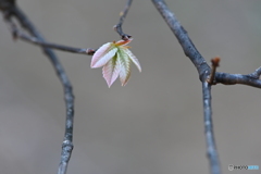 春