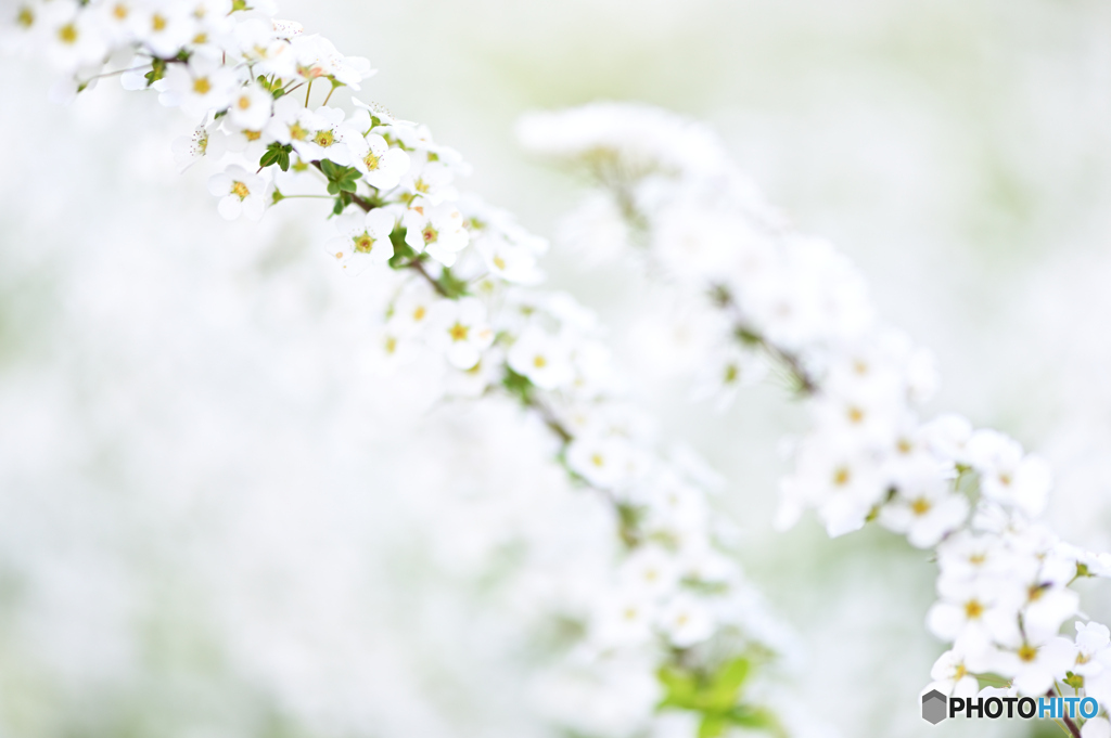 雪柳