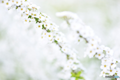 雪柳