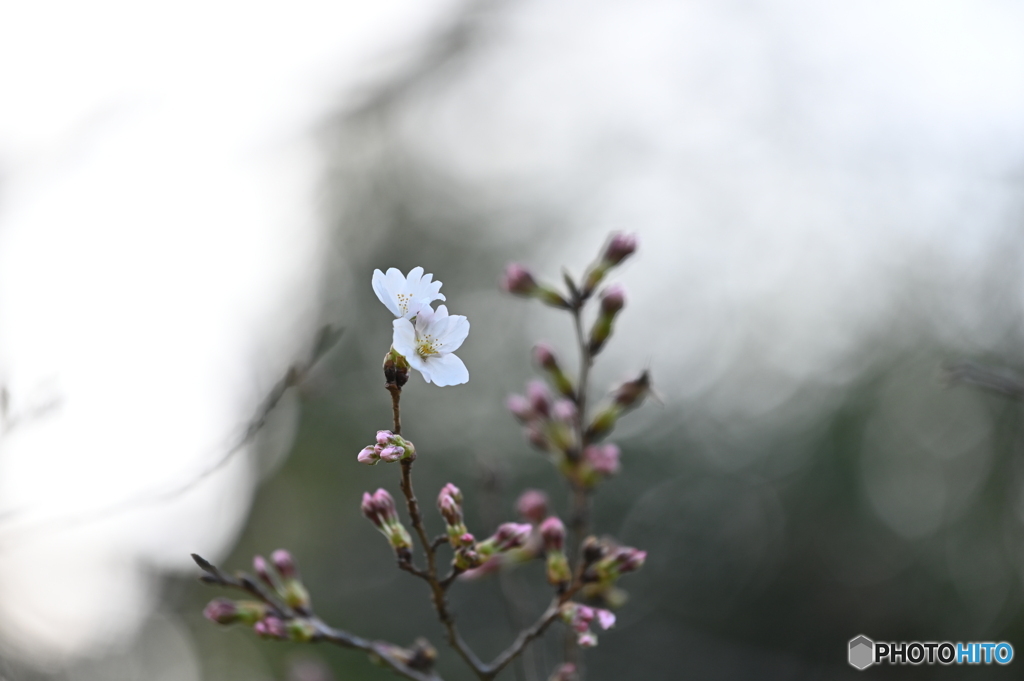 桜