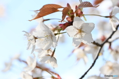 赤い葉っぱの桜