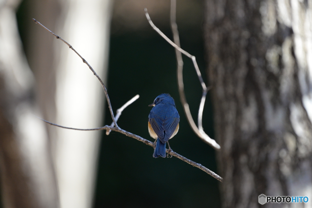 青い鳥