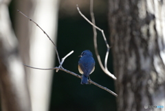 青い鳥