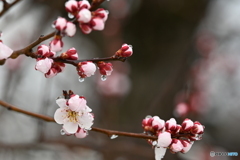 梅