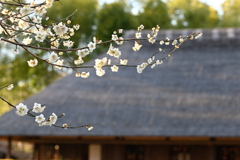 茅葺と梅