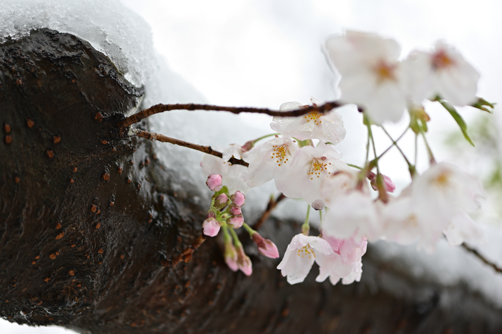 雪桜