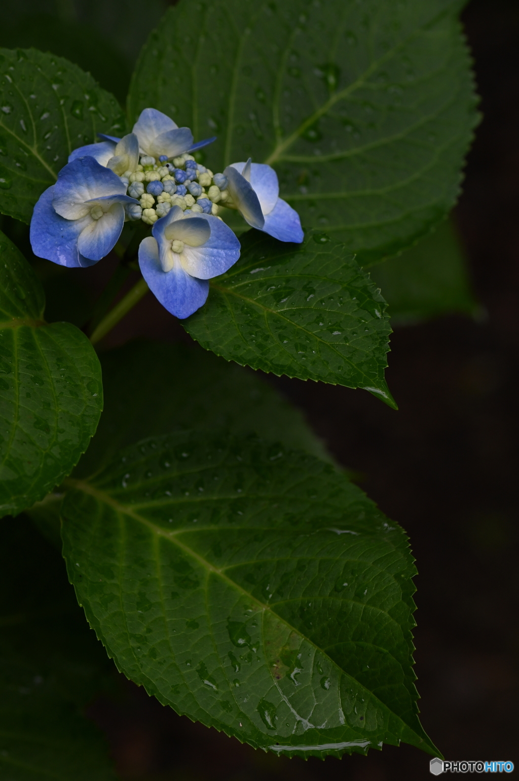 小さい額紫陽花