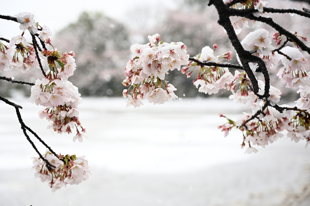 桜