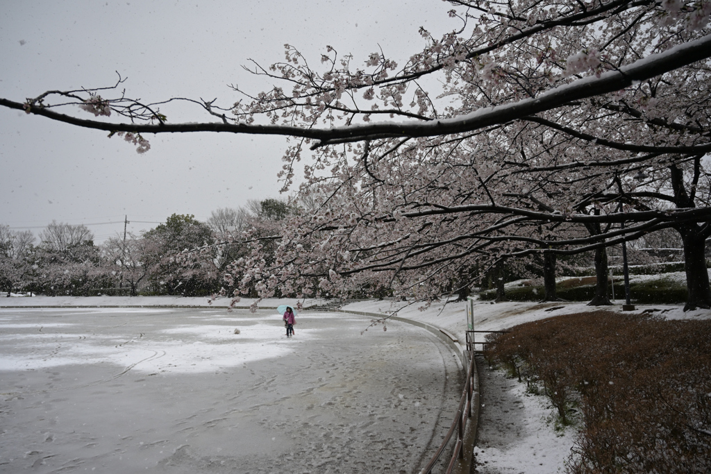 春雪