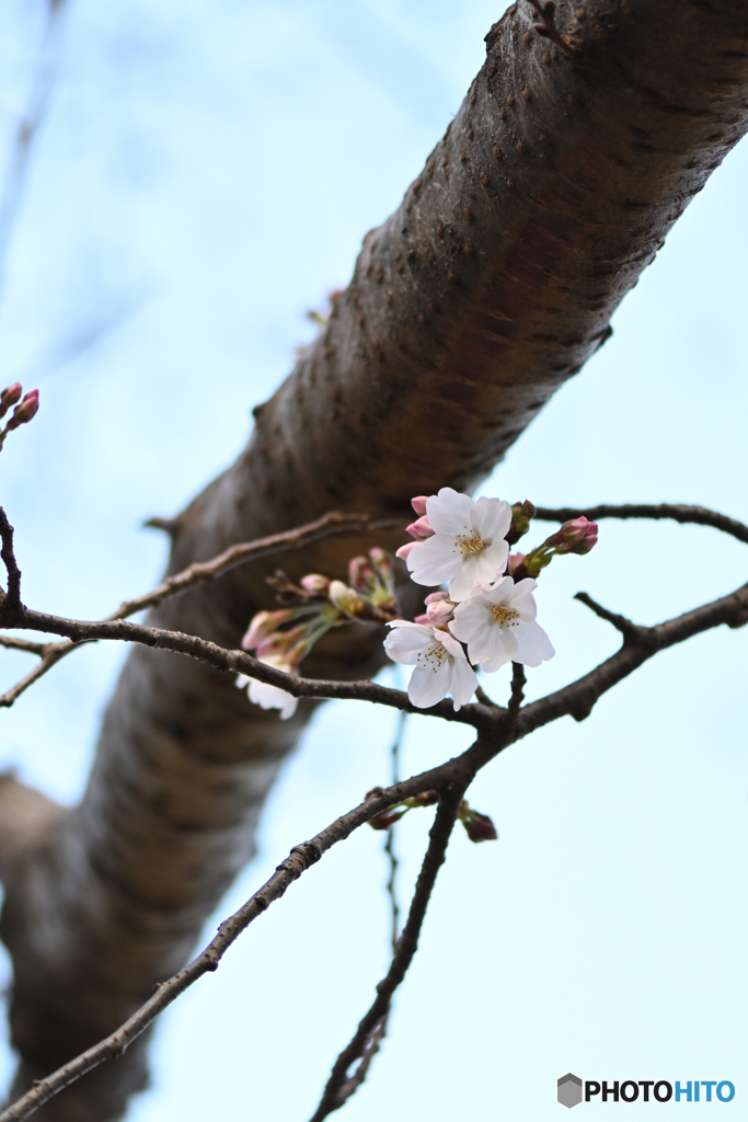 桜