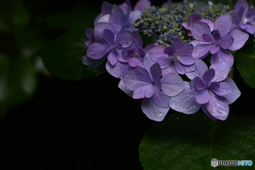 紫陽花