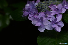 紫陽花