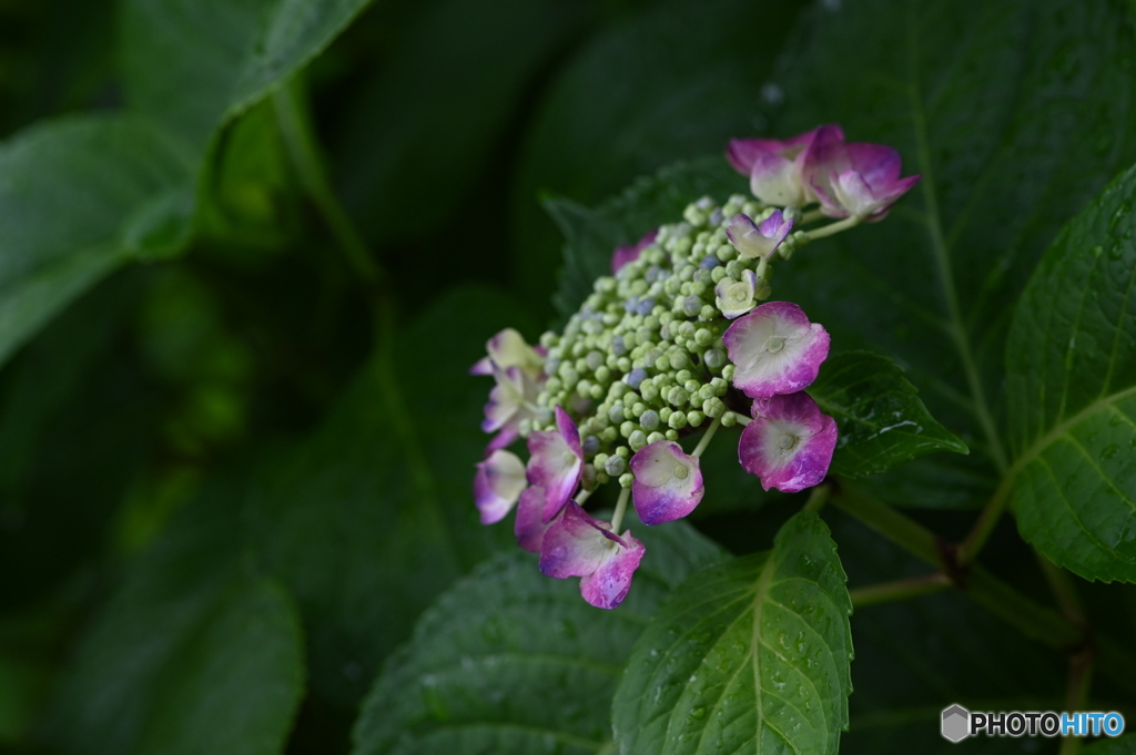 紫陽花