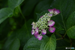 紫陽花