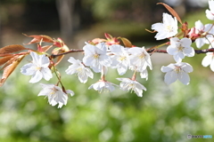 赤い葉っぱの桜
