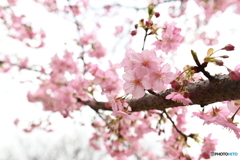 河津桜