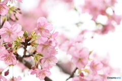 河津桜