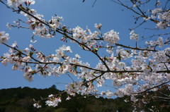 桜②（滋賀県安土城近くで撮影）