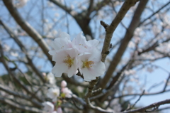 桜①（滋賀県安土城近くで撮影）