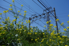 線路沿いに咲く菜の花