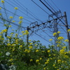 線路沿いに咲く菜の花