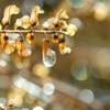 雫 滴 雨