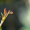 新芽睫毛
