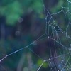 蜘蛛の巣丸